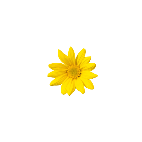 yang-junjie-Mum9_ImH5ko-unsplash-removebg-preview
